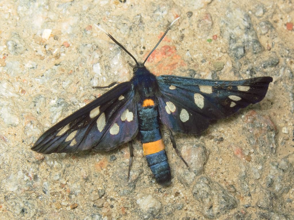 Amata phegea (Linnaeus, 1758)